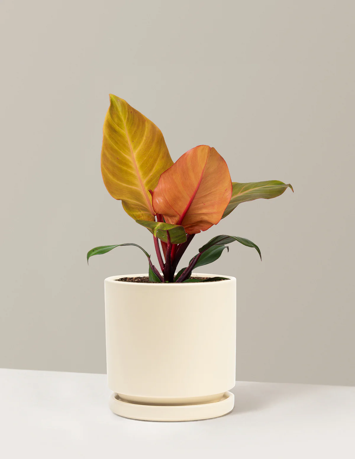 Philodendron McColley’s Finale - Image 15