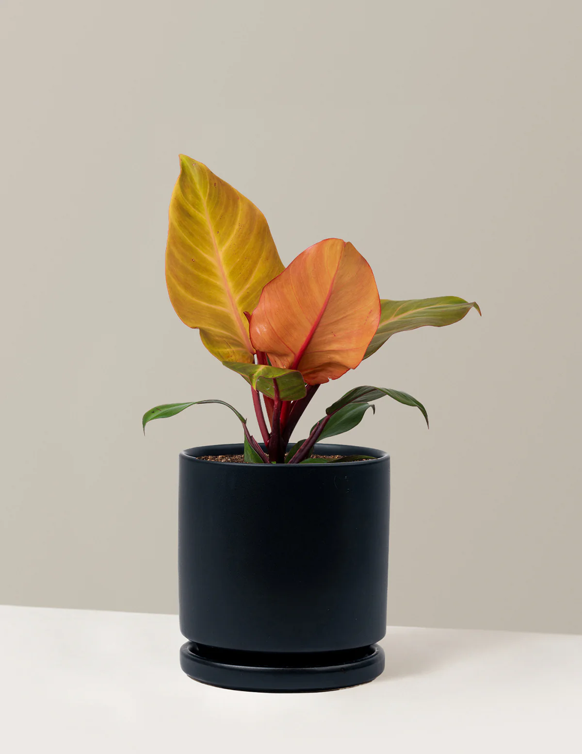 Philodendron McColley’s Finale - Image 17