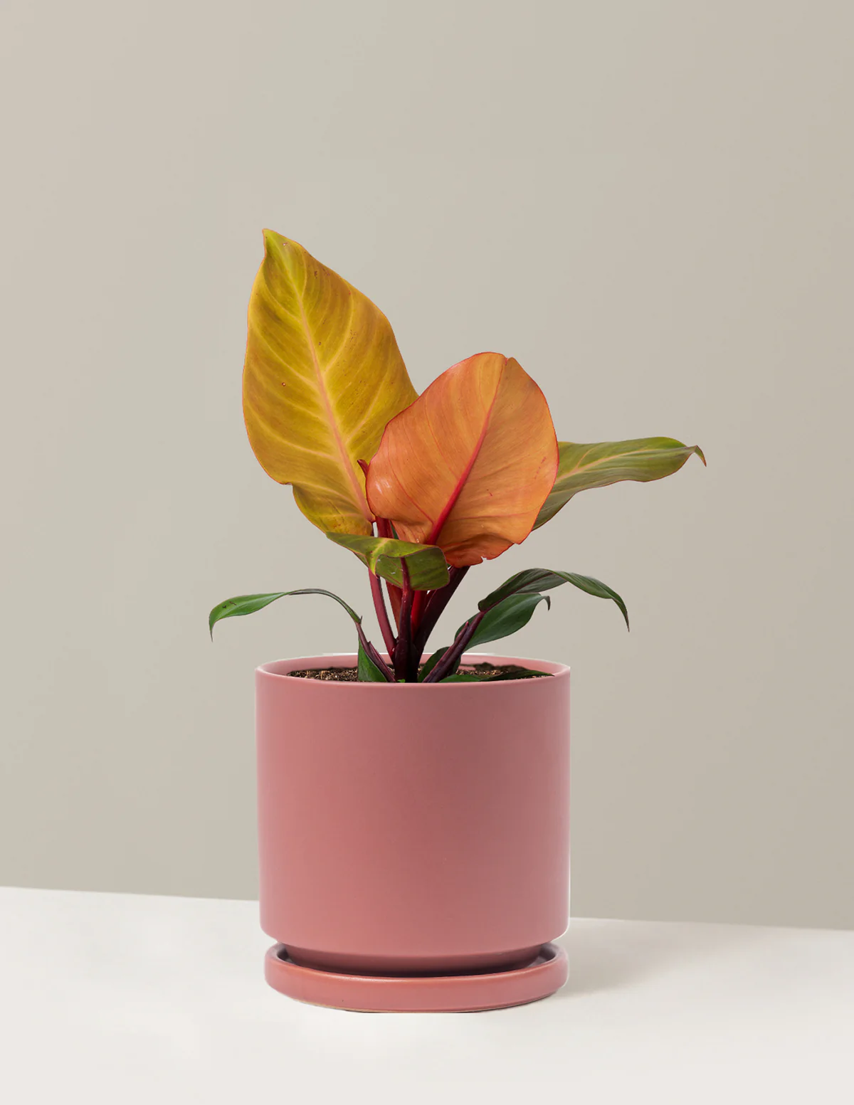 Philodendron McColley’s Finale - Image 18