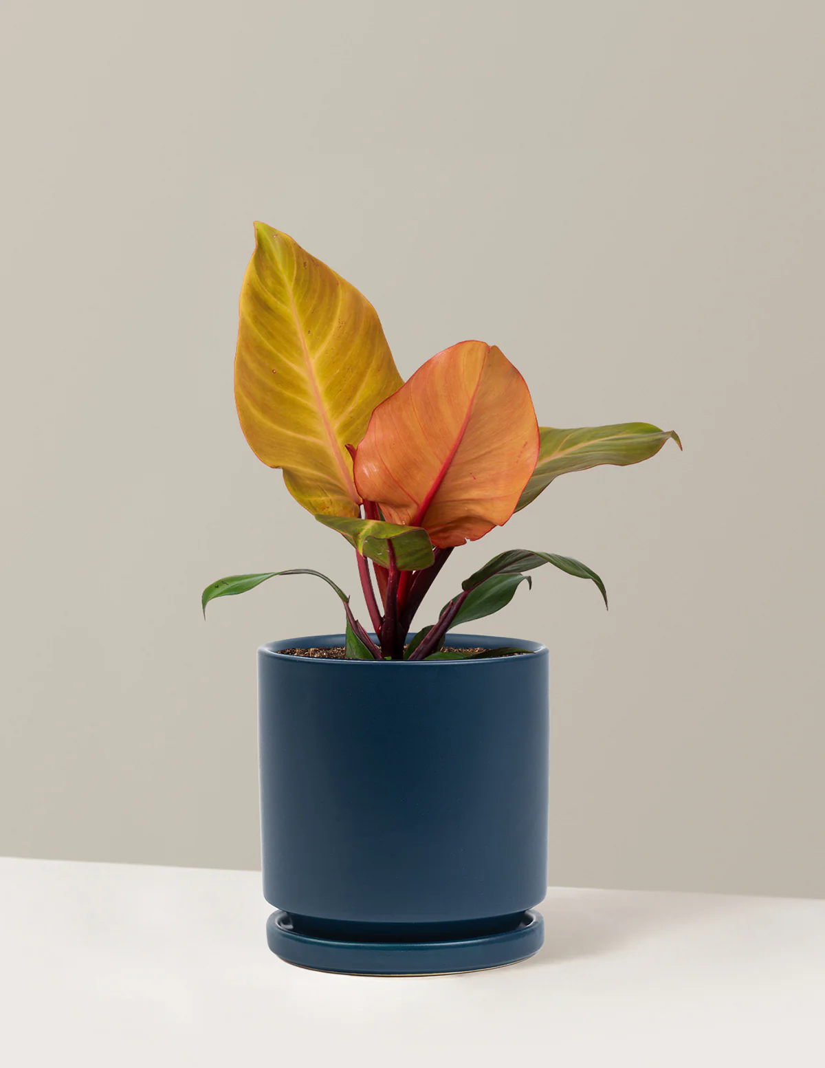 Philodendron McColley’s Finale - Image 19