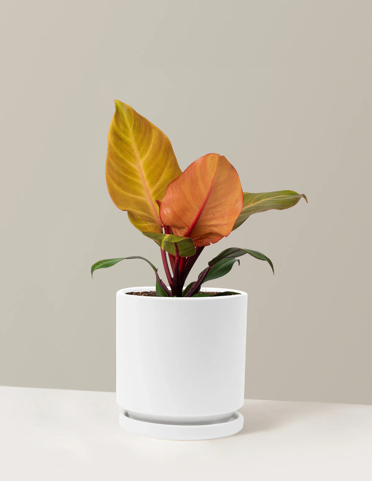 Philodendron McColley’s Finale - Image 20