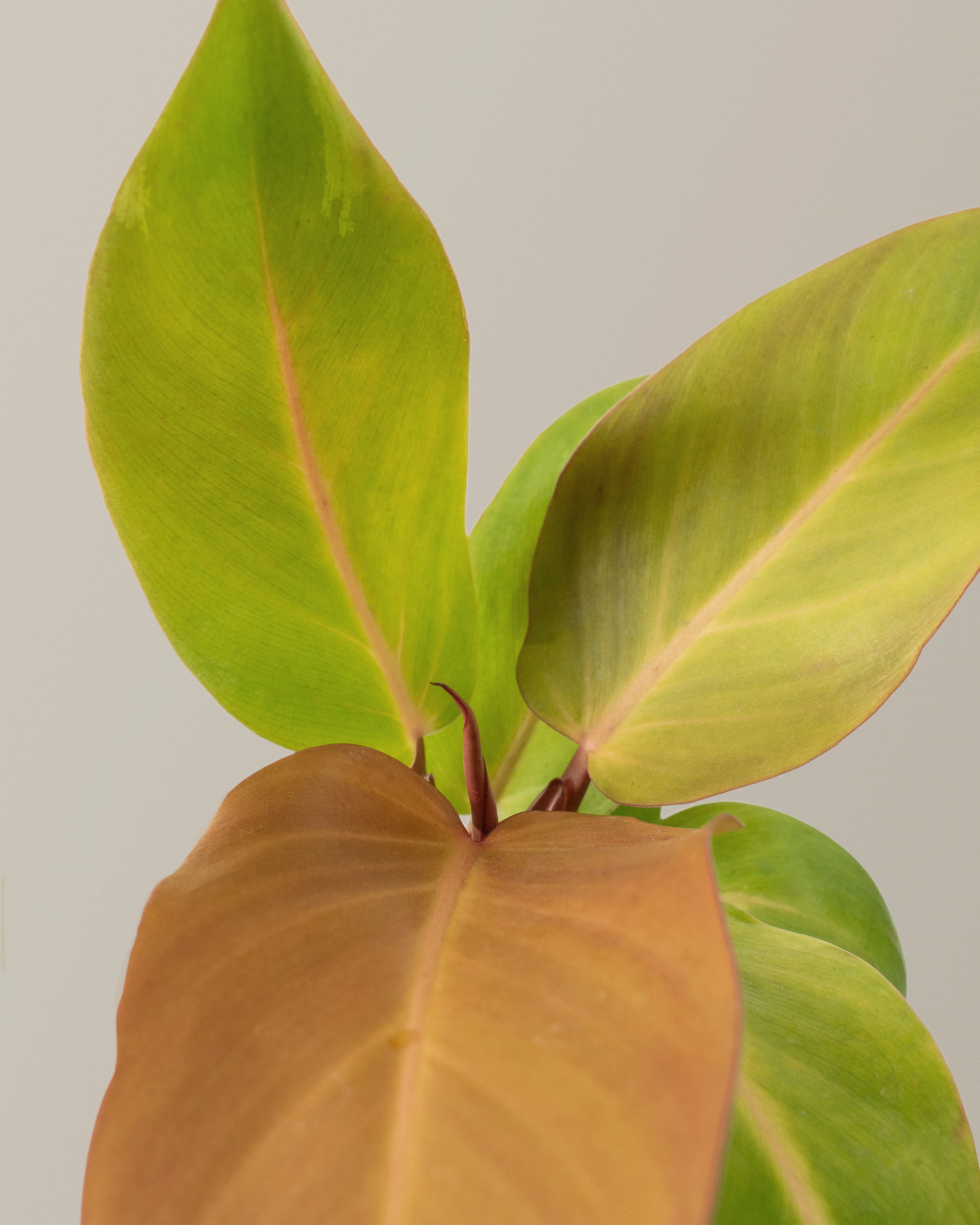 Philodendron McColley’s Finale - Image 3