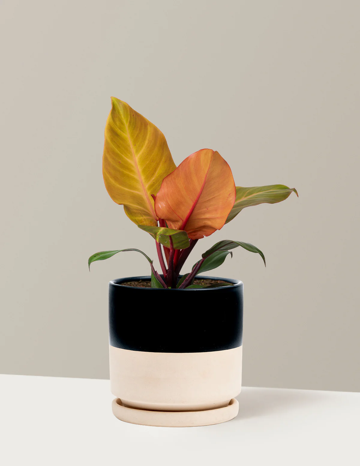 Philodendron McColley’s Finale - Image 4