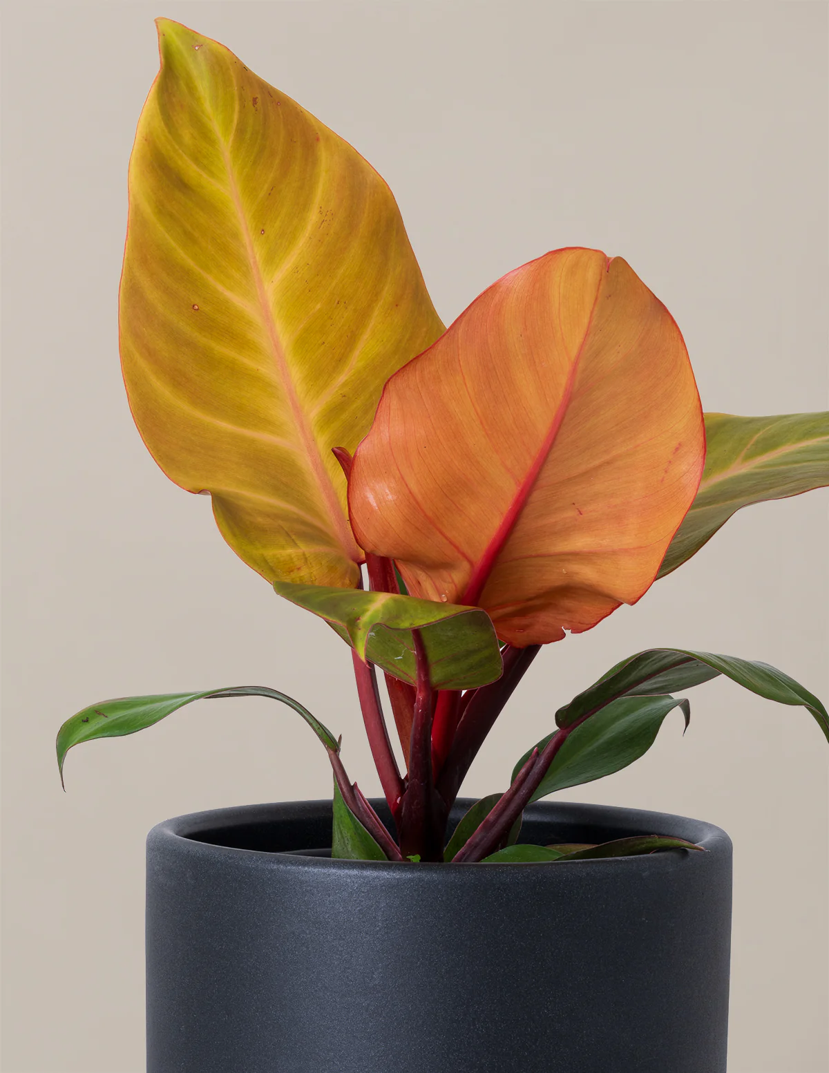 Philodendron McColley’s Finale - Image 5