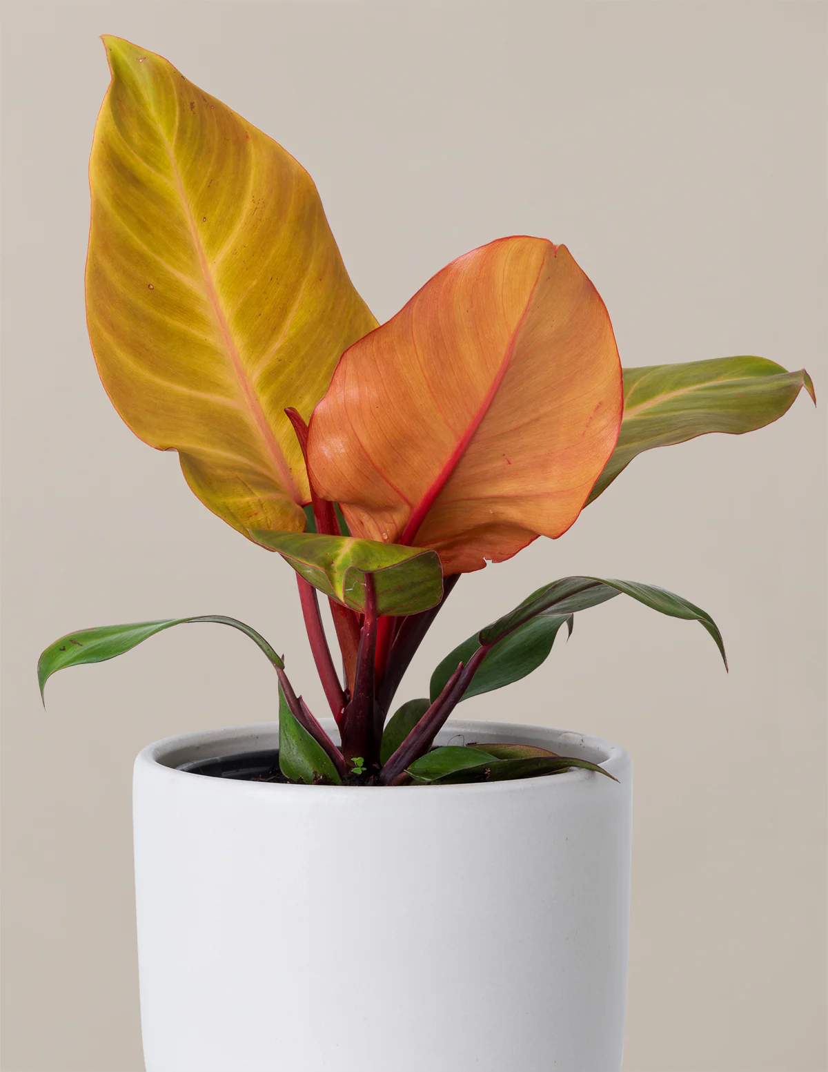 Philodendron McColley’s Finale - Image 6