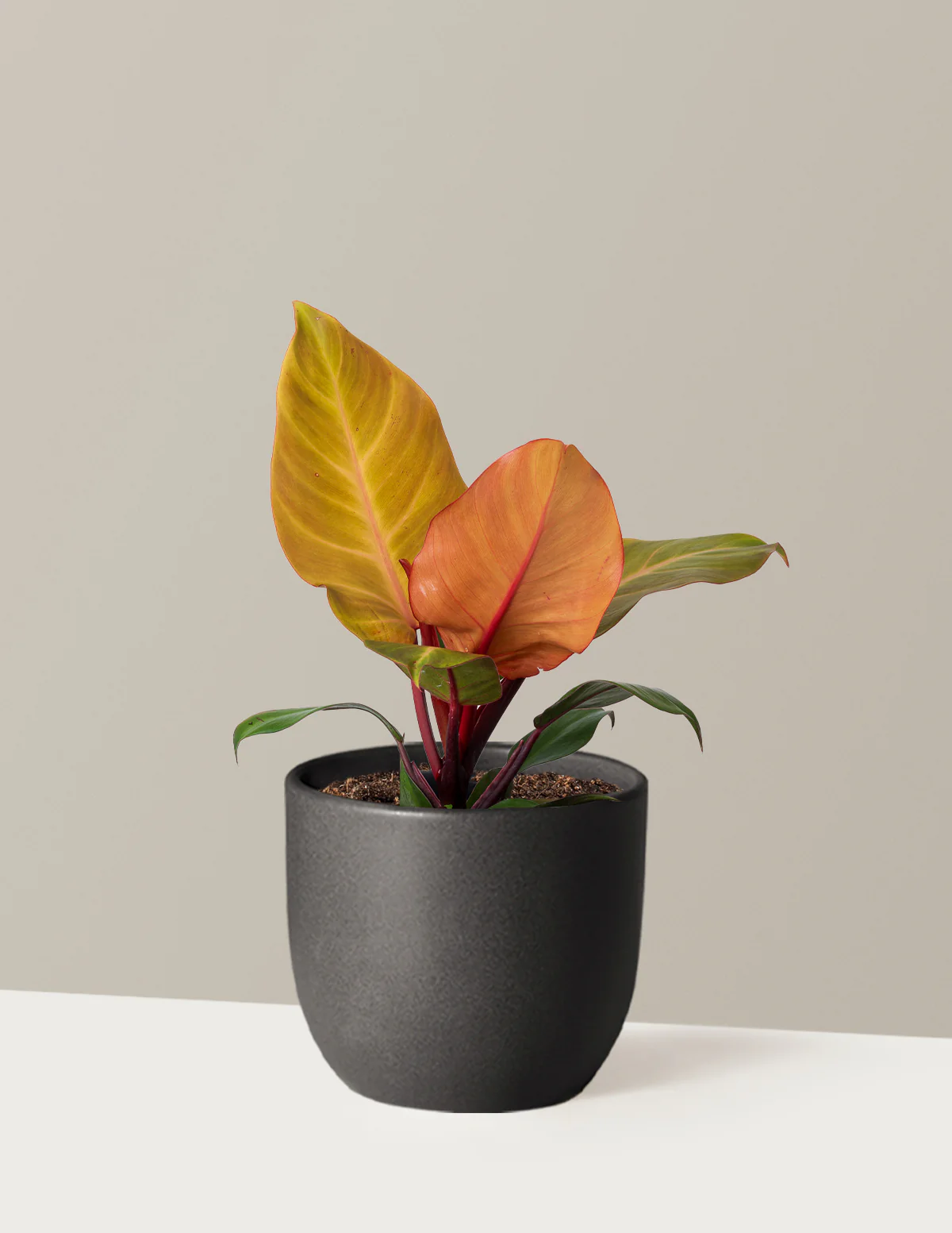Philodendron McColley’s Finale - Image 7