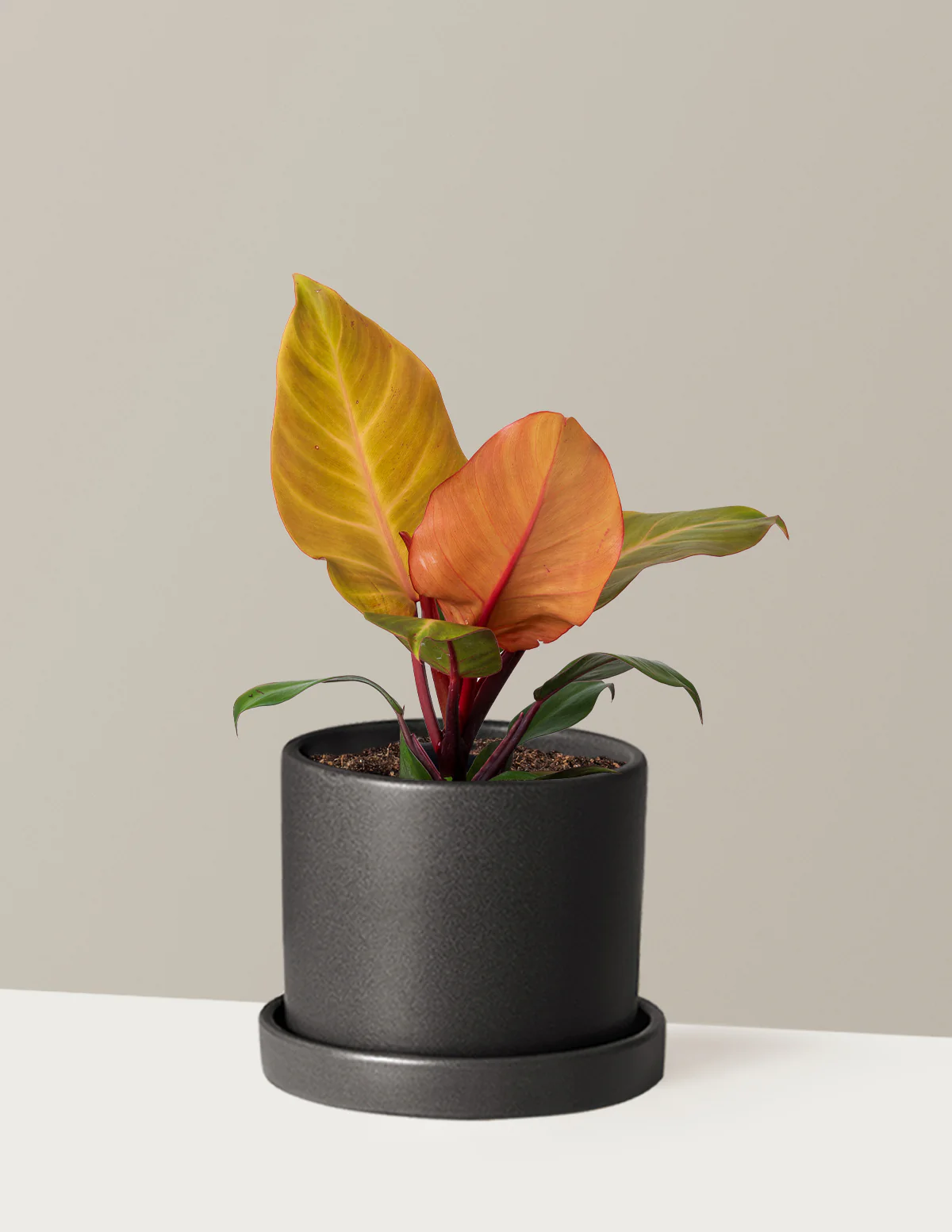 Philodendron McColley’s Finale - Image 9