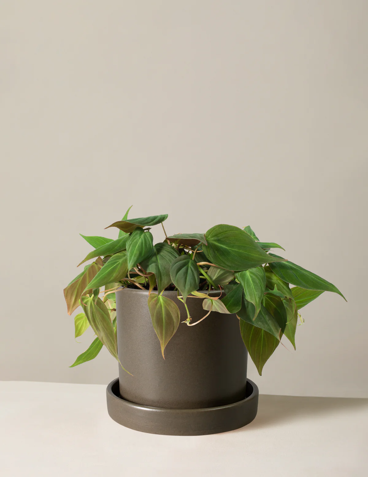 Philodendron Micans - Image 3