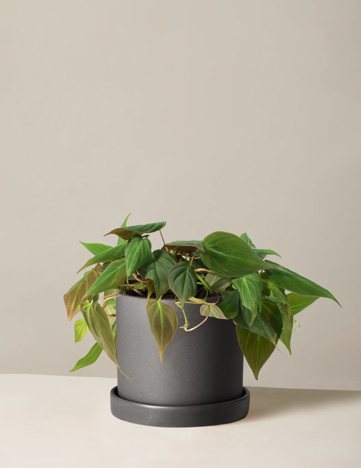 Philodendron Micans - Image 7