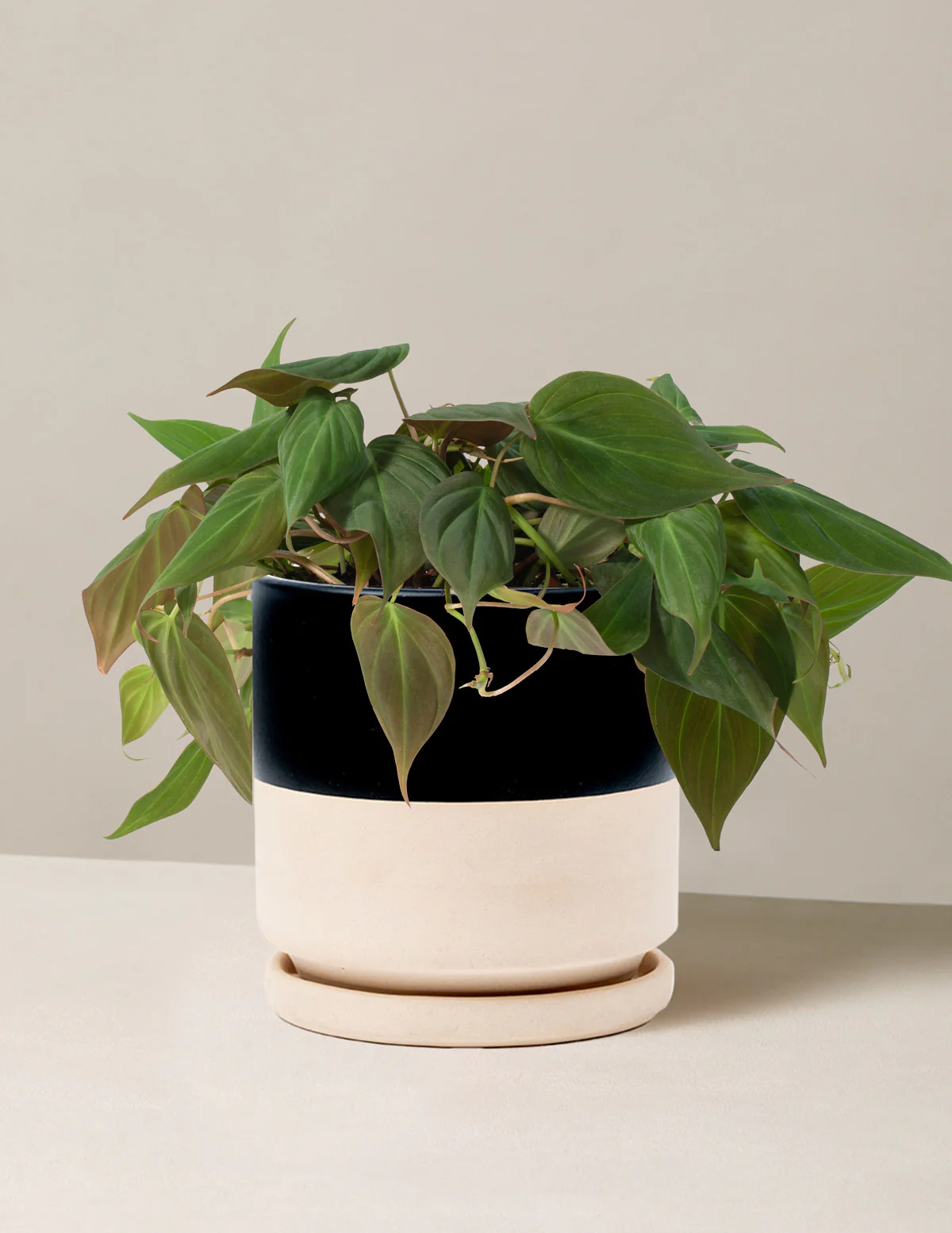 Philodendron Micans - Image 9