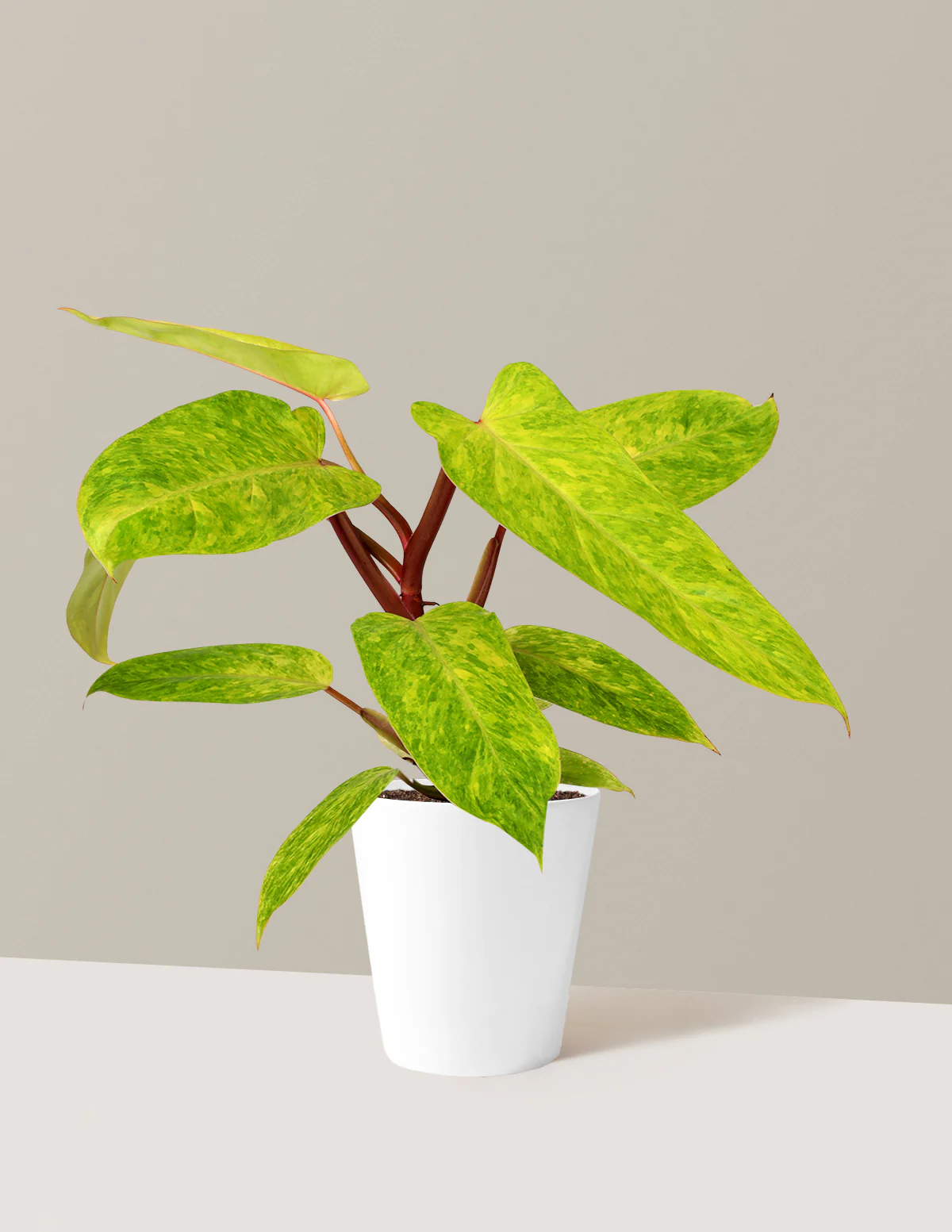 Philodendron Painted Lady
