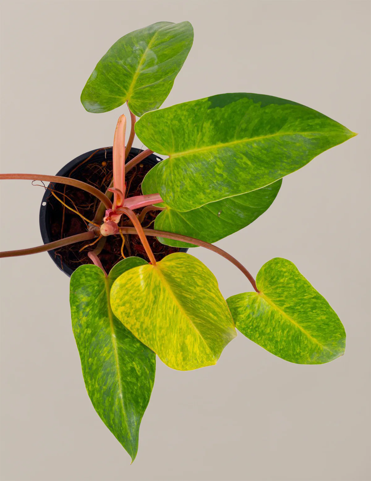 Philodendron Painted Lady - Image 2