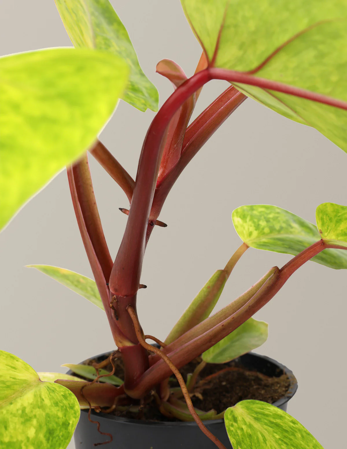 Philodendron Painted Lady - Image 3