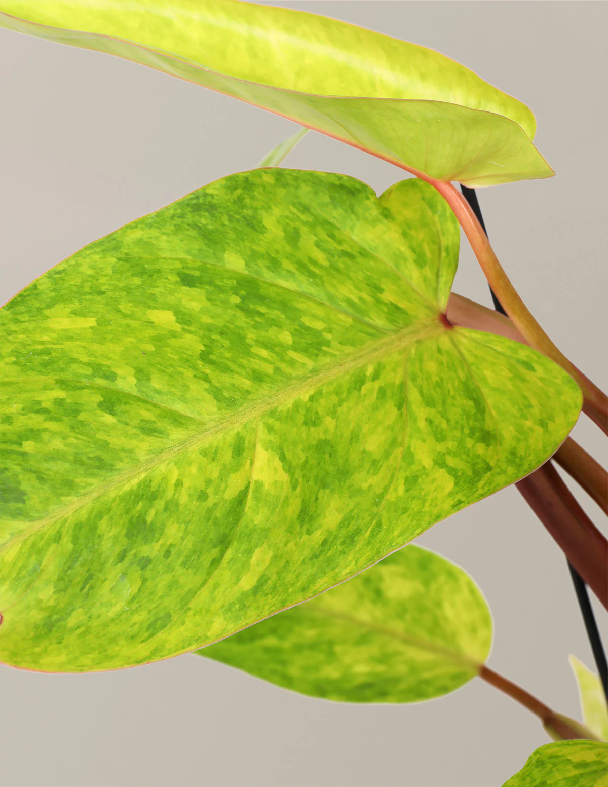 Philodendron Painted Lady - Image 4