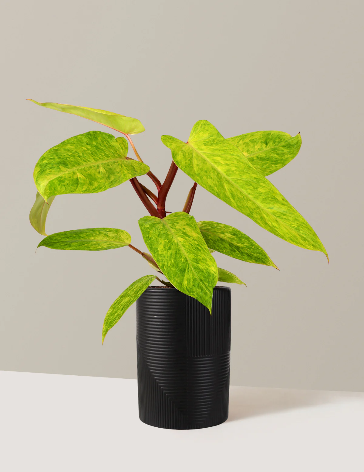 Philodendron Painted Lady - Image 5