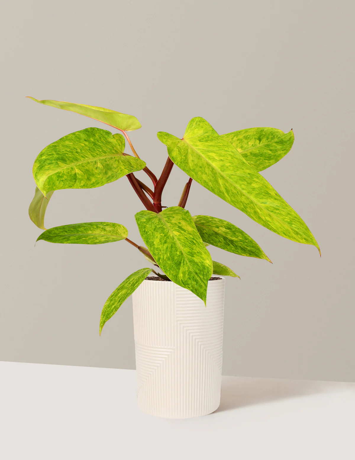 Philodendron Painted Lady - Image 6