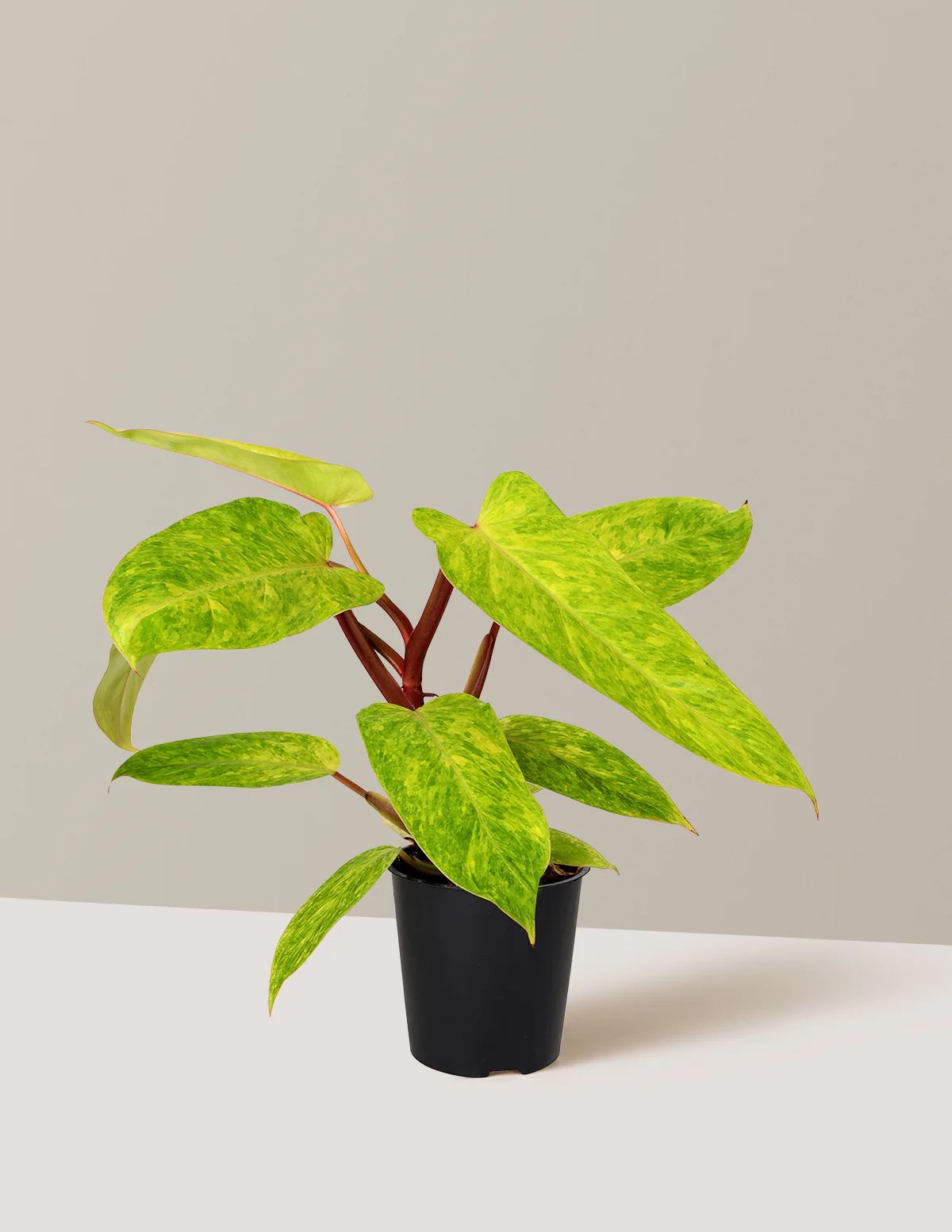 Philodendron Painted Lady - Image 7