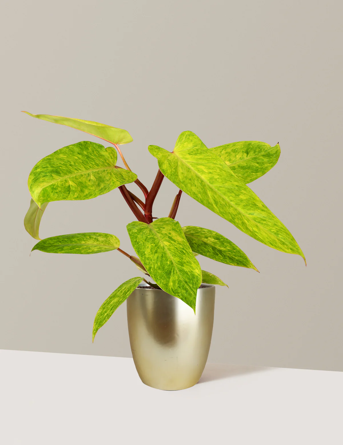 Philodendron Painted Lady - Image 8