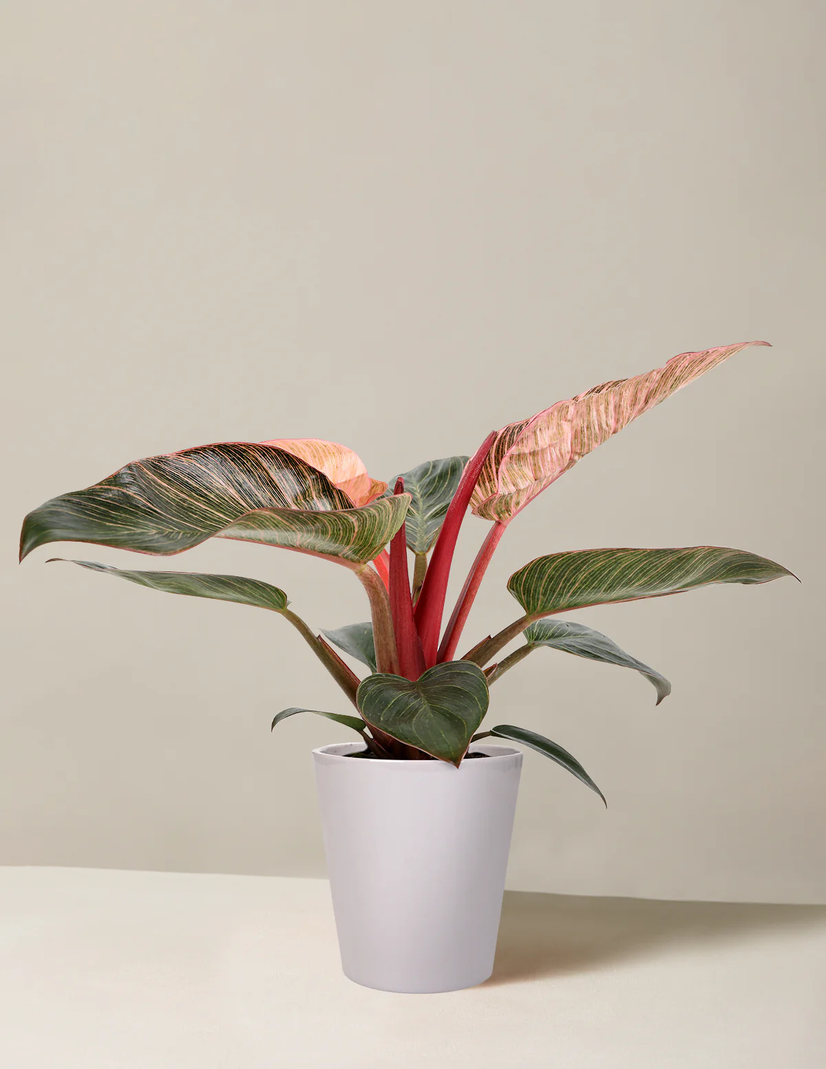 Philodendron Pink Bikini - Image 10