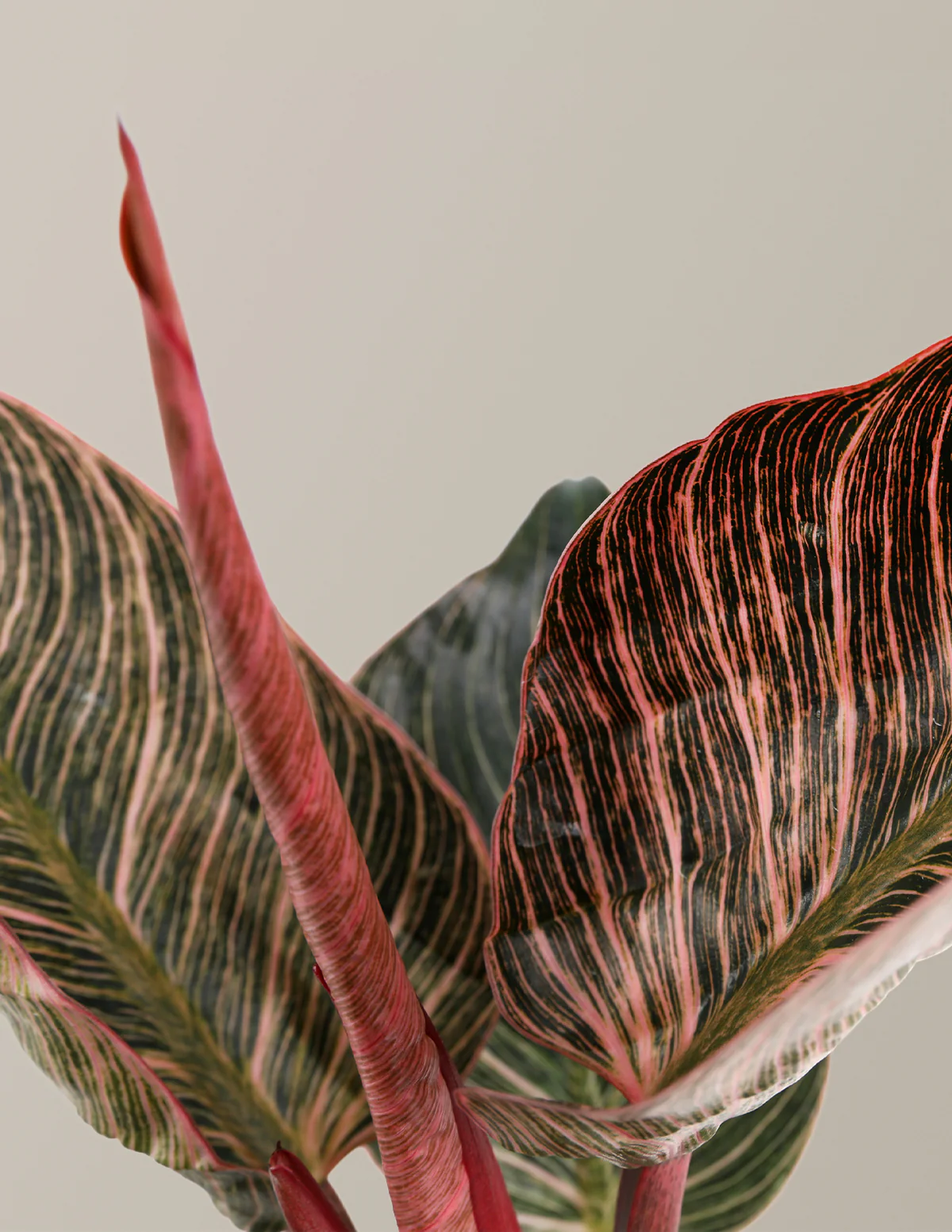 Philodendron Pink Bikini - Image 4