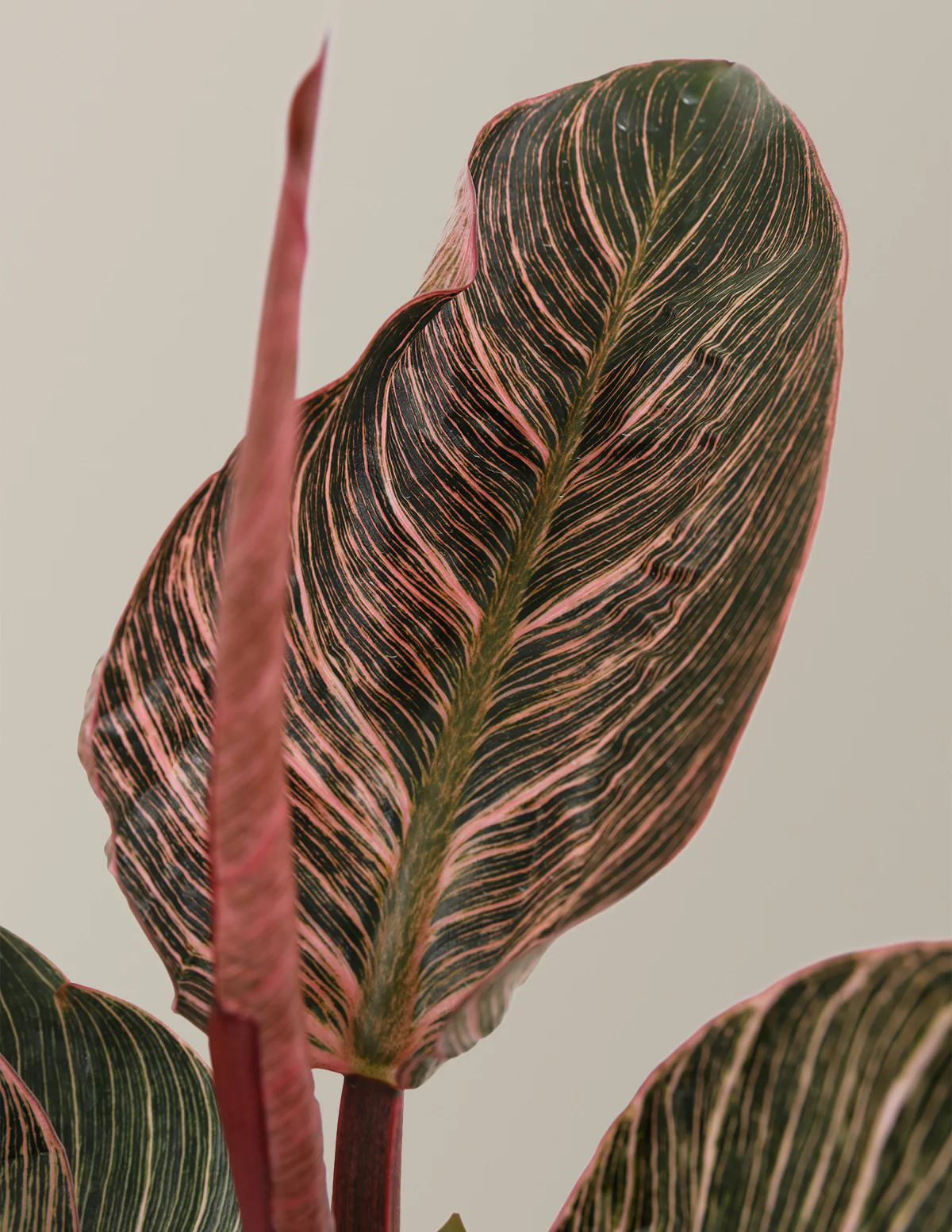 Philodendron Pink Bikini - Image 5
