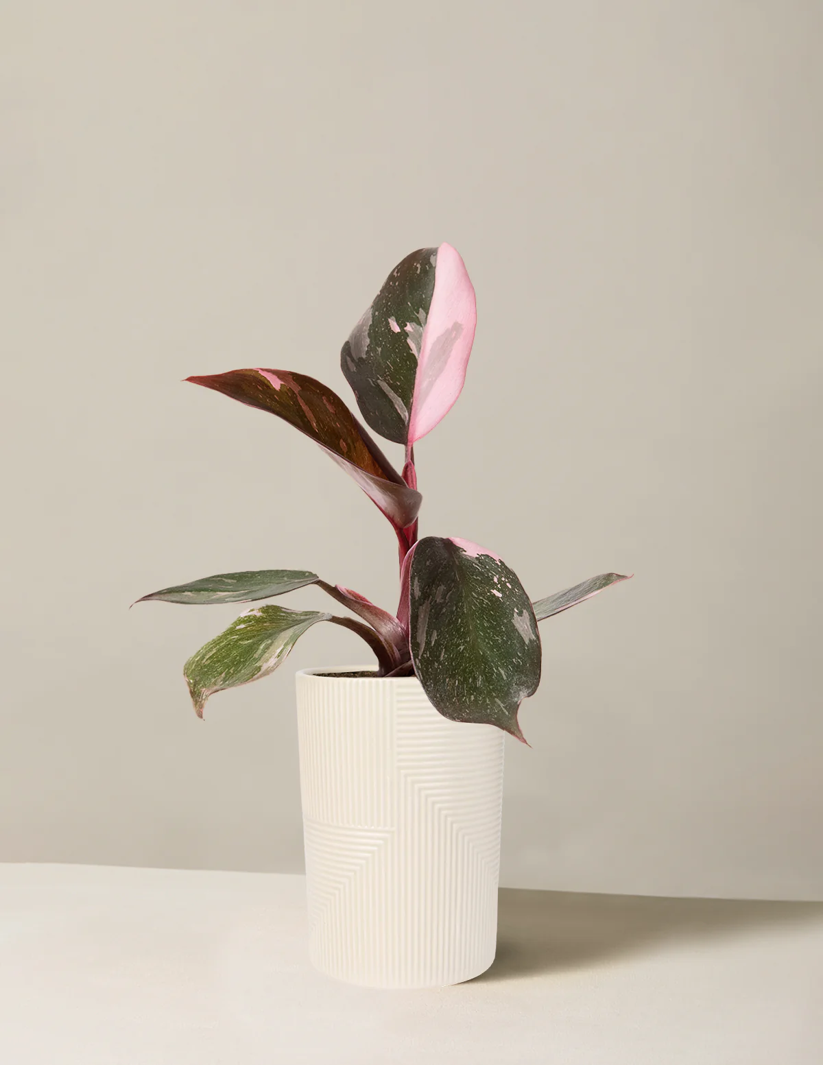 Philodendron Pink Princess - Image 10