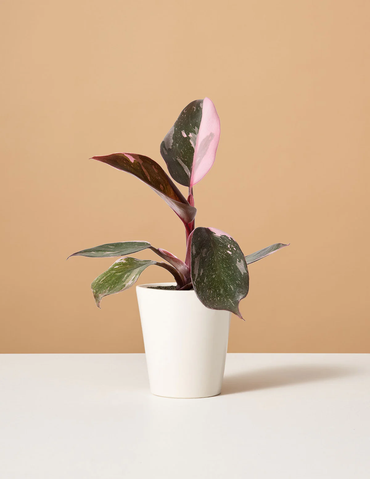 Philodendron Pink Princess - Image 11