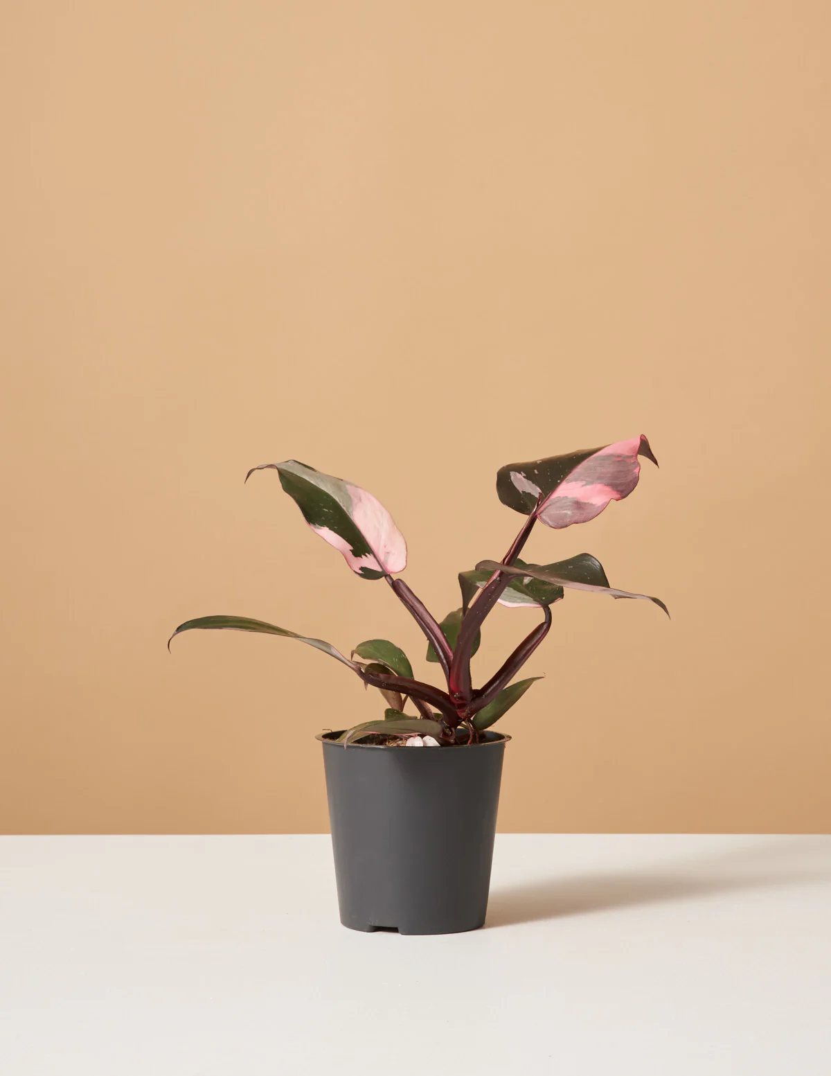 Philodendron Pink Princess - Image 12