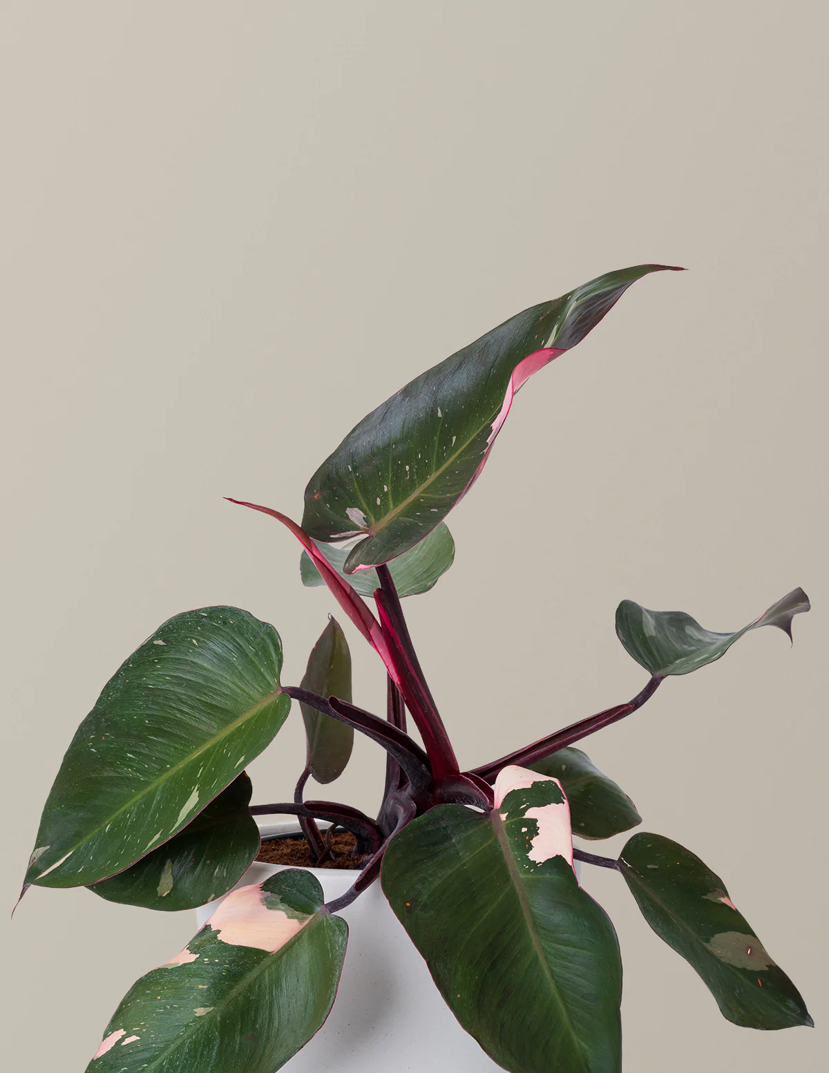Philodendron Pink Princess - Image 13