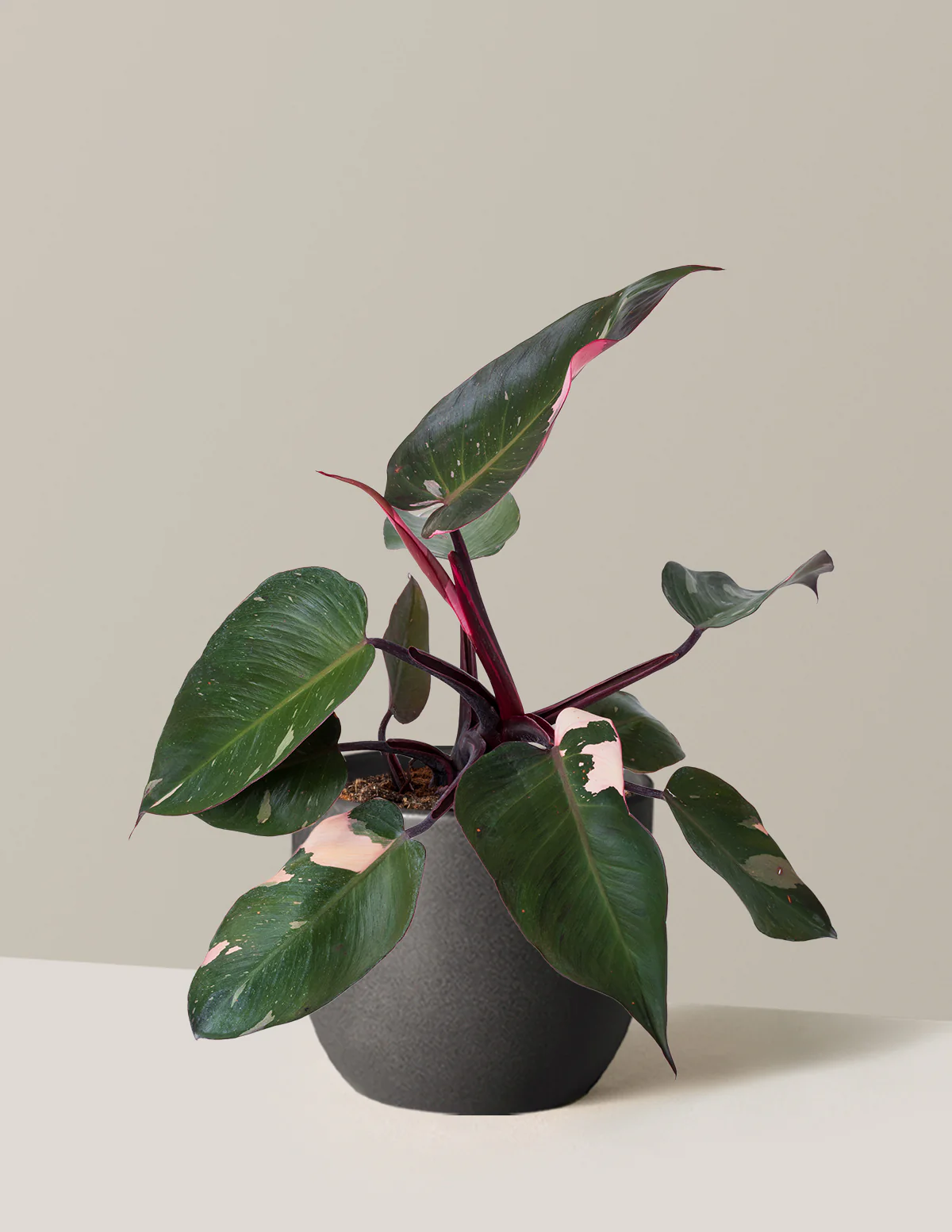 Philodendron Pink Princess - Image 14