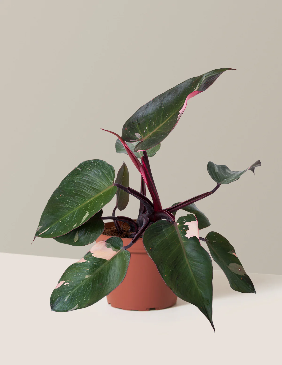 Philodendron Pink Princess - Image 15