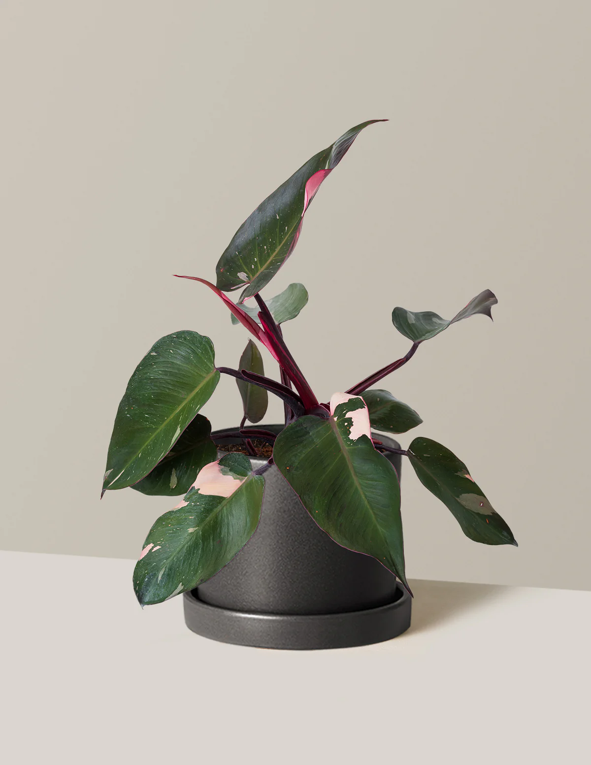Philodendron Pink Princess - Image 16
