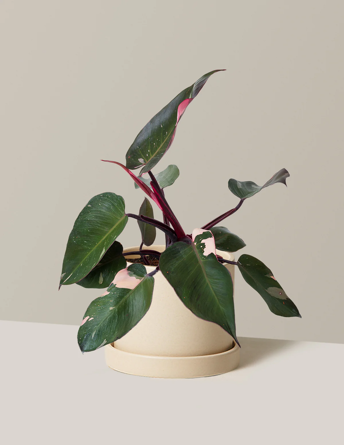 Philodendron Pink Princess - Image 17