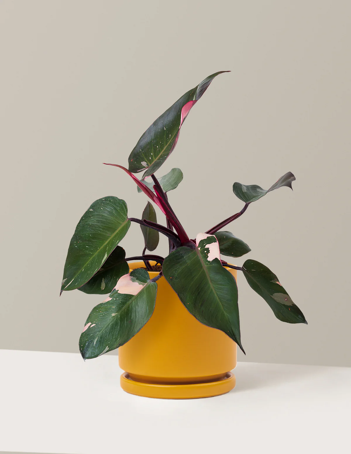 Philodendron Pink Princess - Image 18
