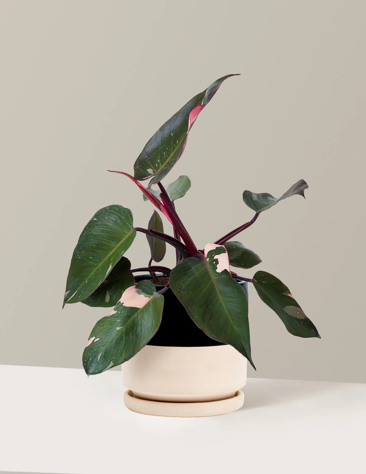 Philodendron Pink Princess - Image 19
