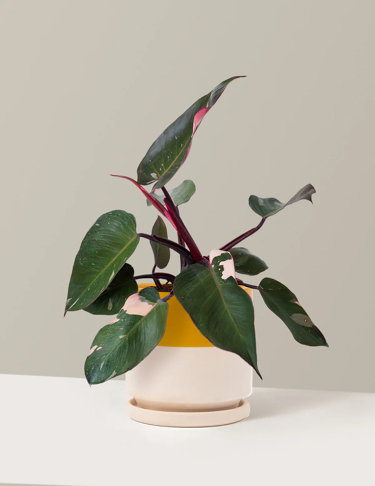Philodendron Pink Princess - Image 20