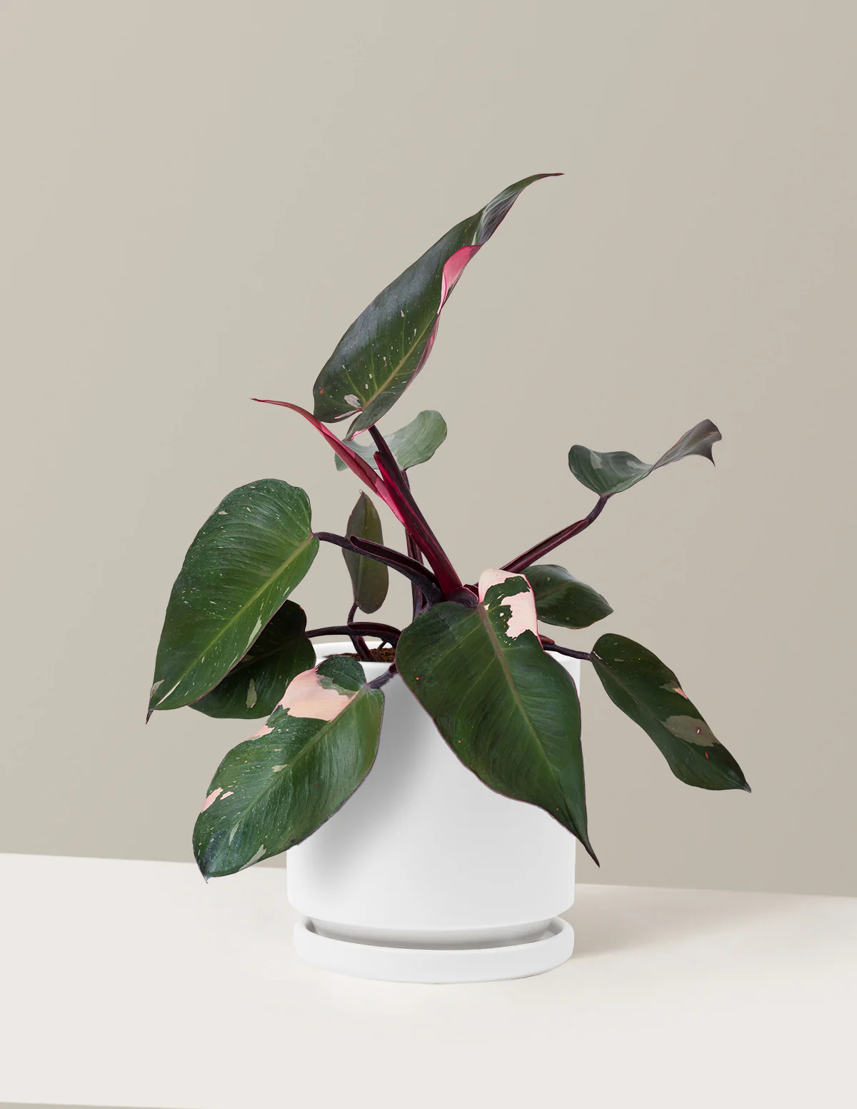 Philodendron Pink Princess - Image 21