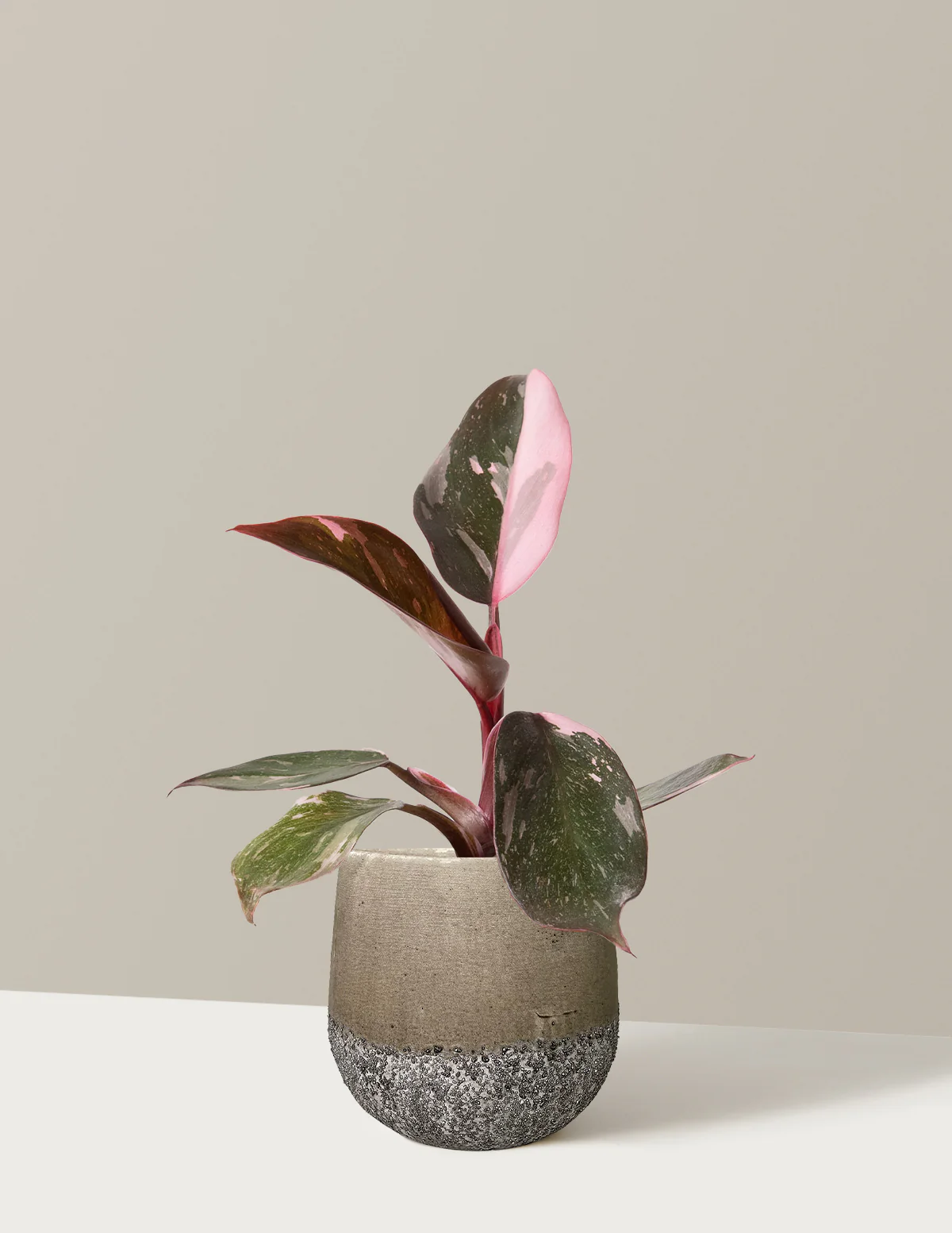 Philodendron Pink Princess - Image 22