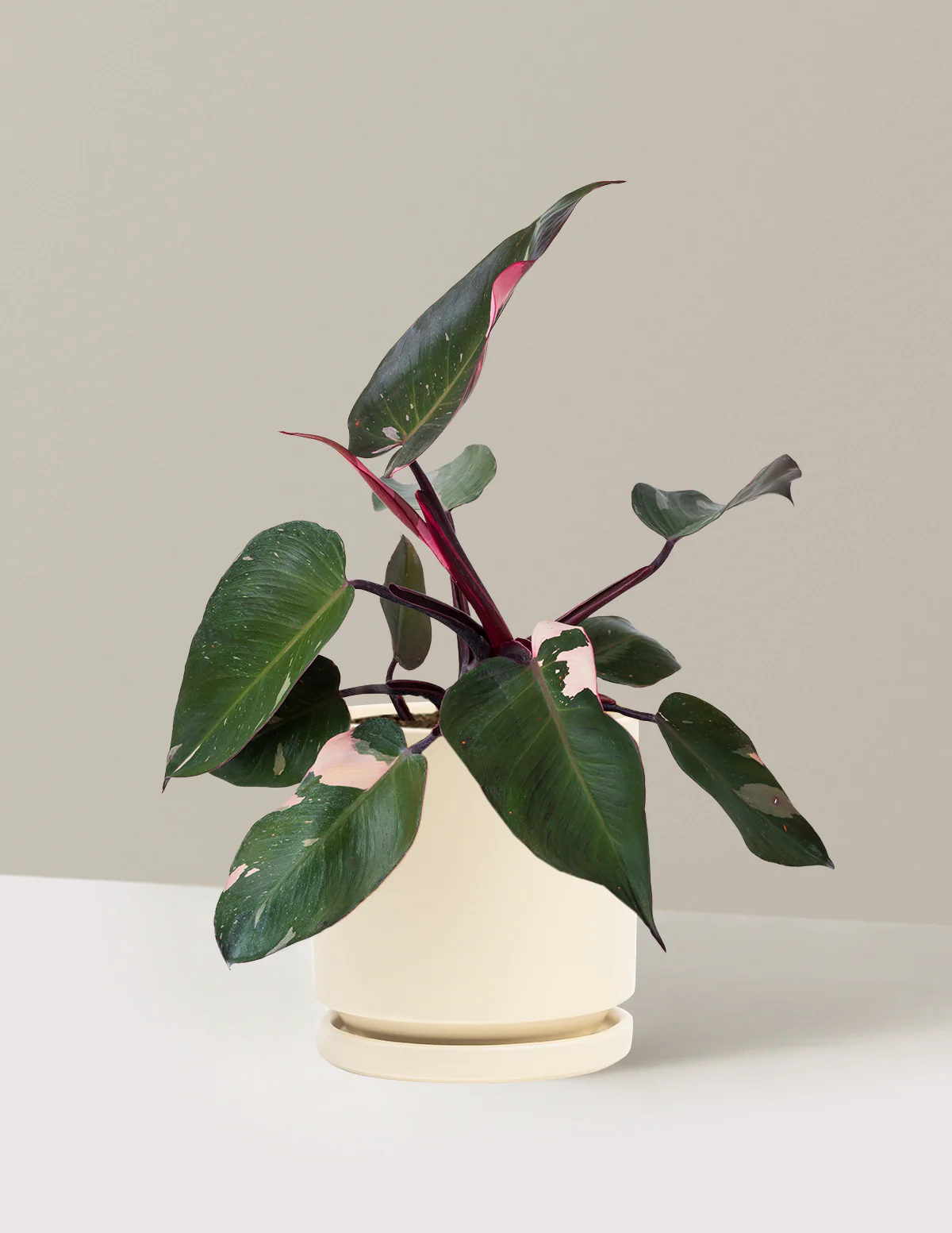 Philodendron Pink Princess - Image 23