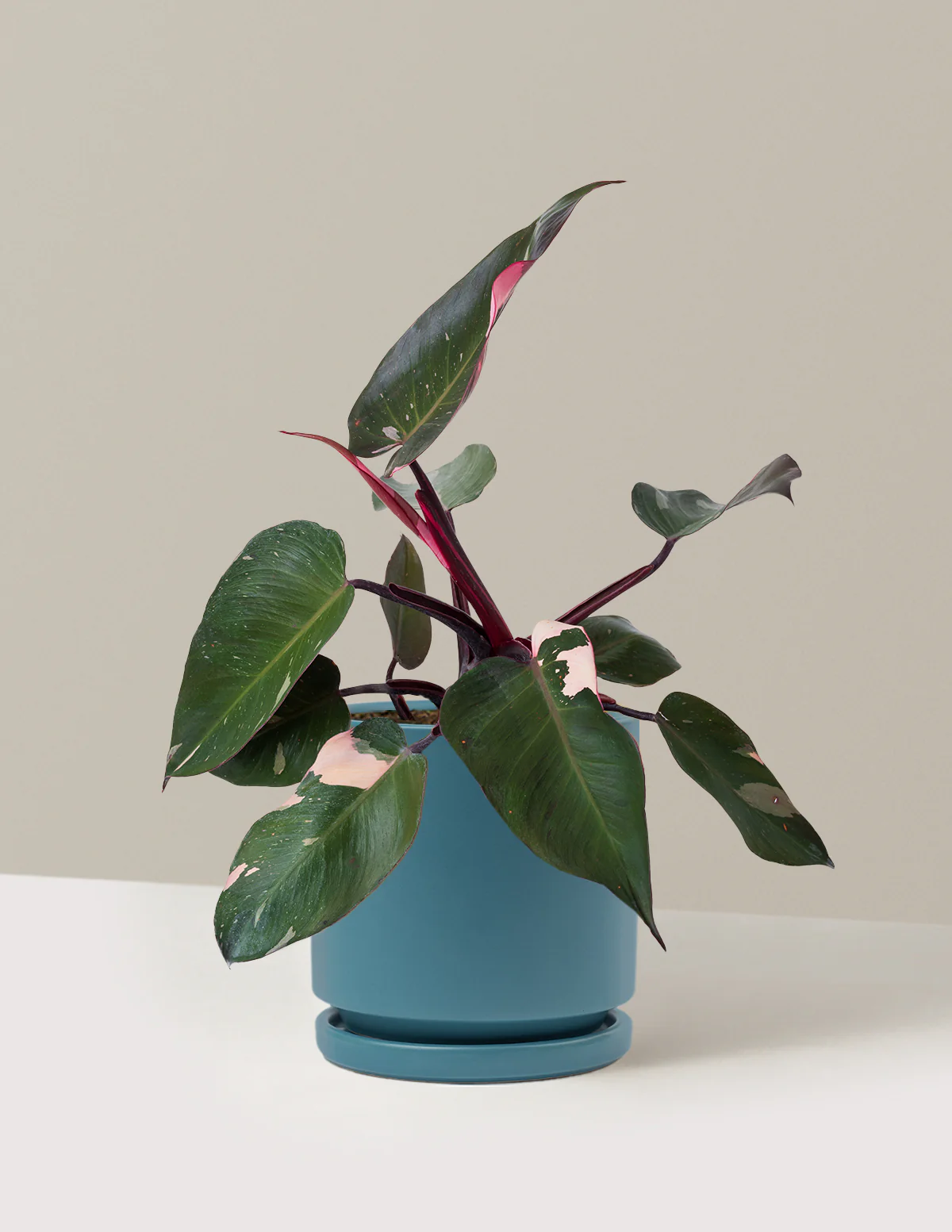 Philodendron Pink Princess - Image 24