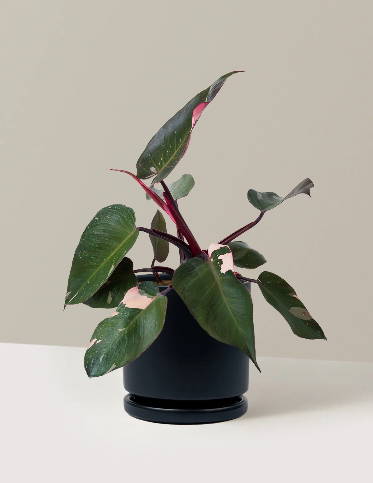 Philodendron Pink Princess - Image 25