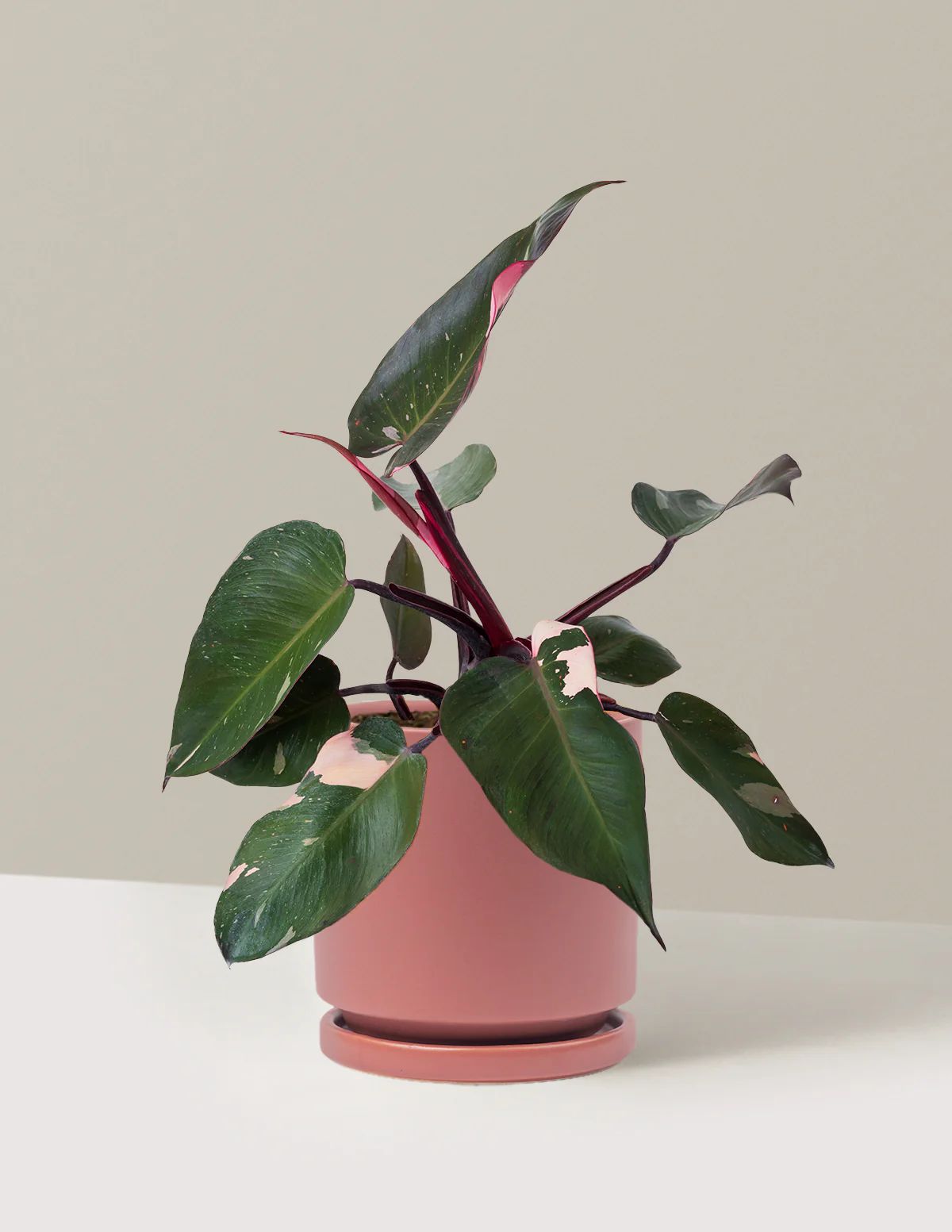Philodendron Pink Princess - Image 26