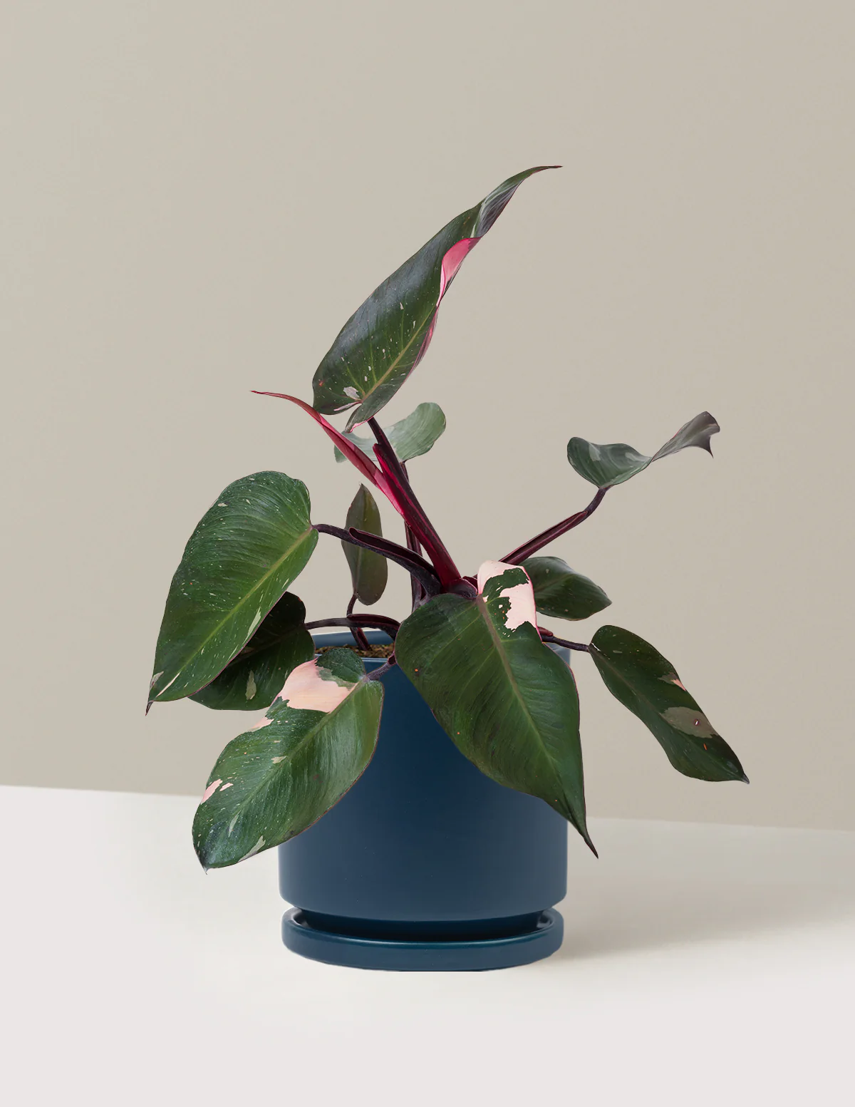 Philodendron Pink Princess - Image 27