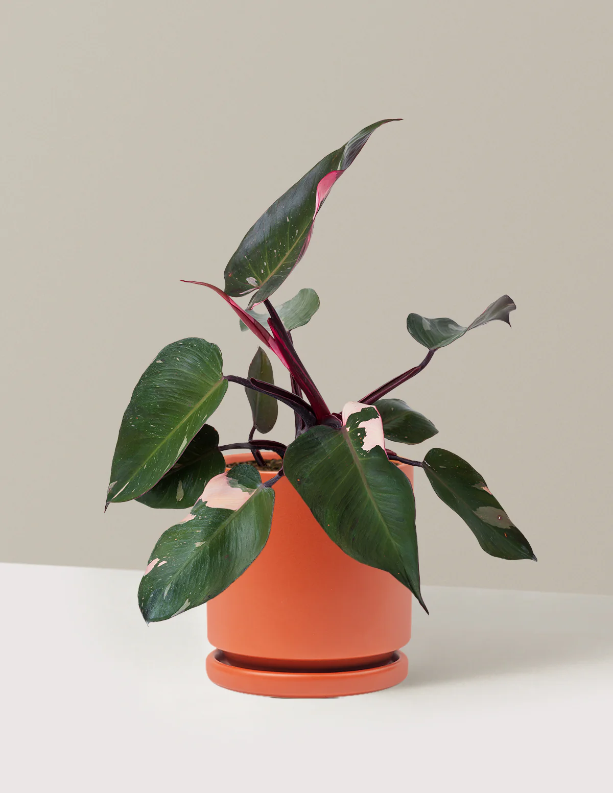 Philodendron Pink Princess - Image 28