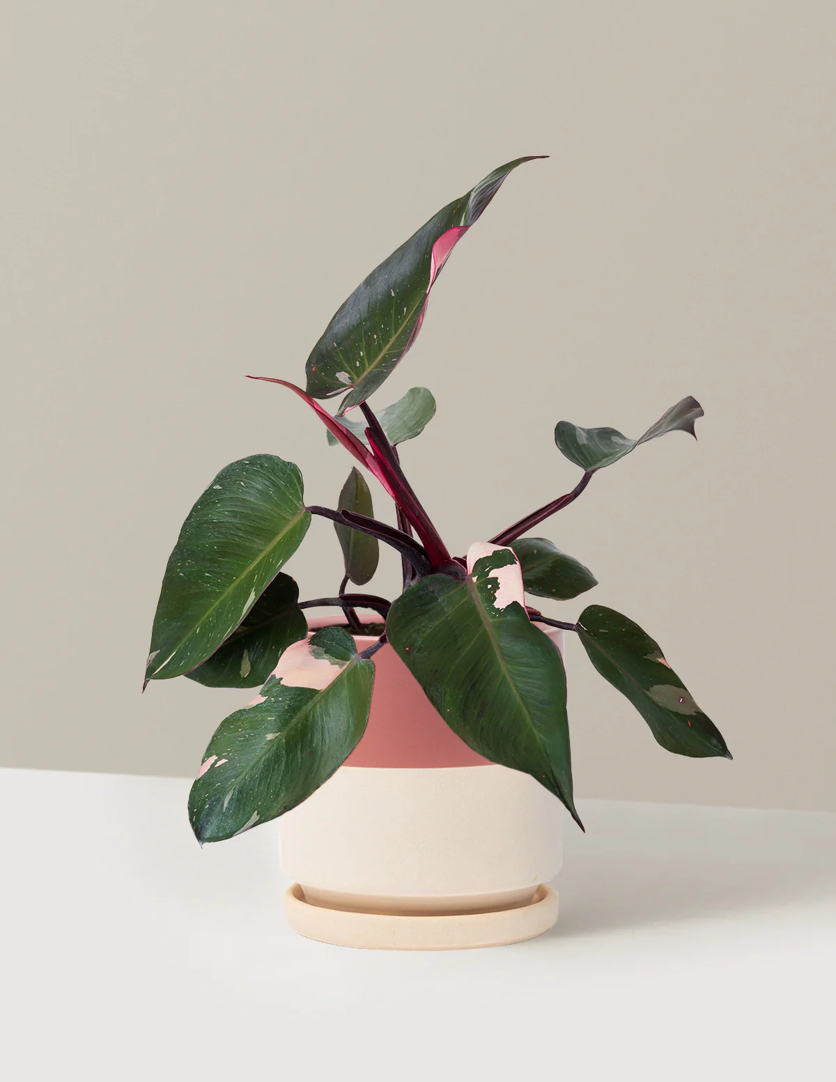 Philodendron Pink Princess - Image 29
