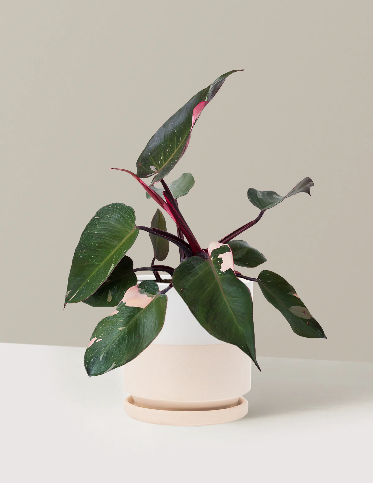 Philodendron Pink Princess - Image 30