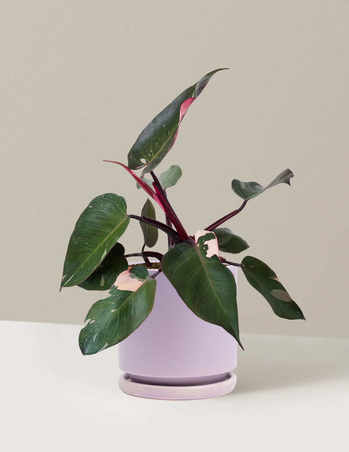 Philodendron Pink Princess - Image 31