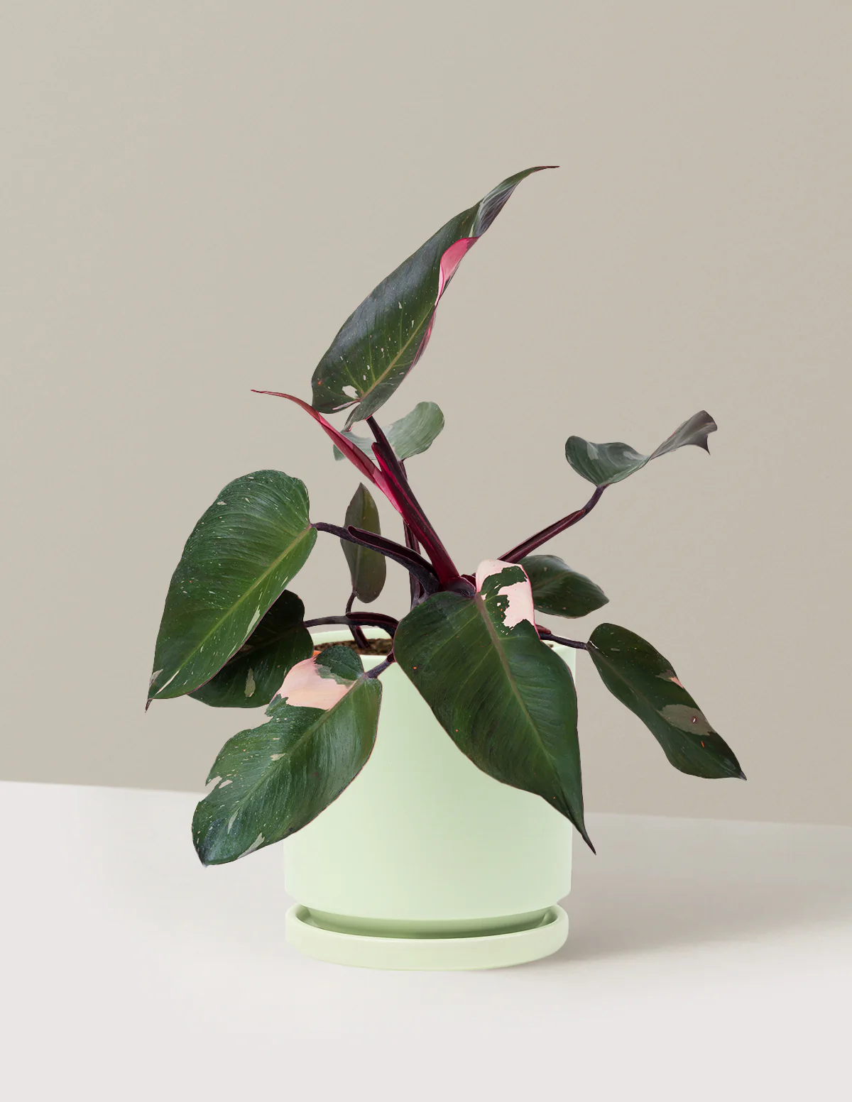 Philodendron Pink Princess - Image 32