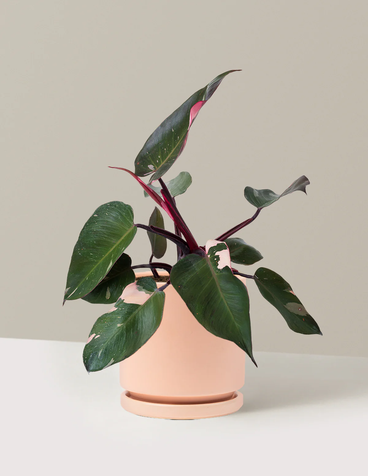 Philodendron Pink Princess - Image 5