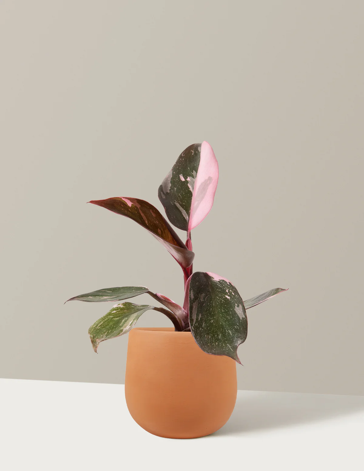 Philodendron Pink Princess - Image 6